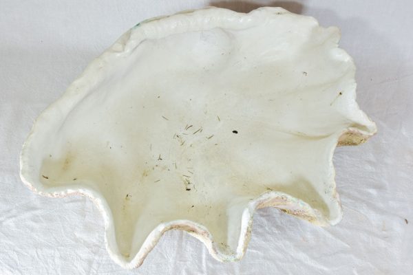 Bespoke terracotta giant clam shell Sale