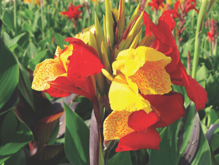 Cleopatra Canna Lily Bulbs For Cheap