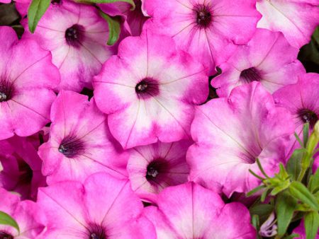 Supertunia Tiara™ Pink | Proven Winners® - 4 Pack Hot on Sale