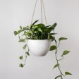 8  | 12  Signature Stone Hanging Planter Cheap