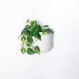 7  & 5  Wall Mounted Signature Stone Planters Online now