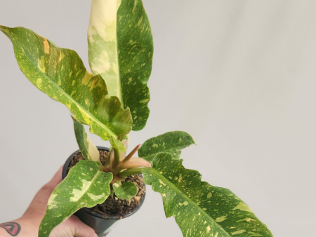 Philodendron Ring of Fire For Cheap