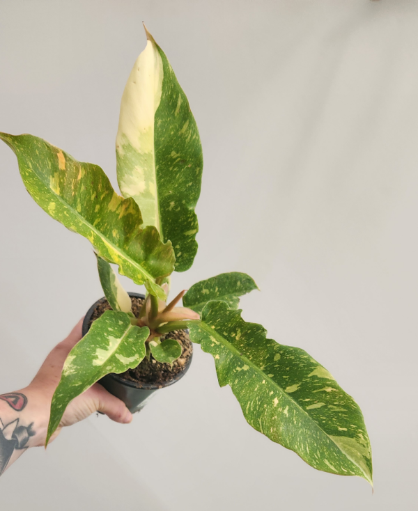 Philodendron Ring of Fire For Cheap