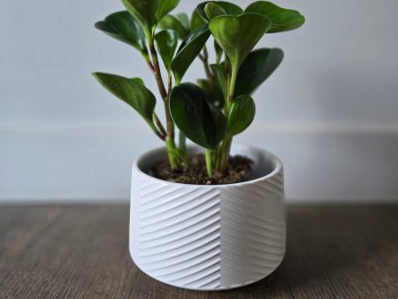 Celeste pot Online Sale