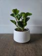 Celeste pot Online Sale