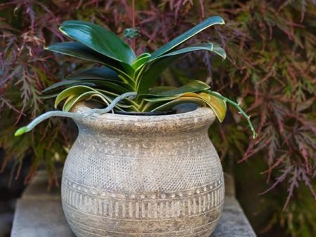 Antique Inspired Cement Pot For Cheap