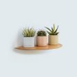 Wall Mounted Floating Plant Shelf (Beech) For Discount