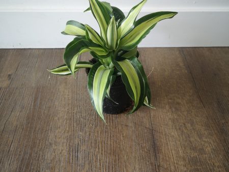 4  Jade Jewel (Dracaena) Discount