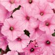 Supertunia Vista® Bubblegum® | Proven Winners® - 4 Pack Sale