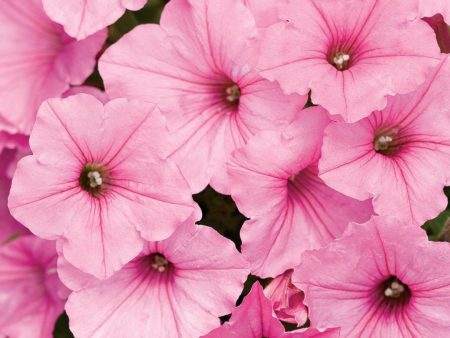 Supertunia Vista® Bubblegum® | Proven Winners® - 4 Pack Sale