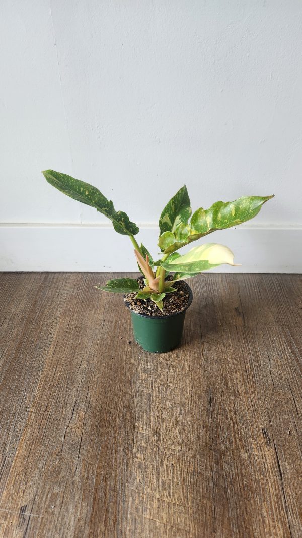 Philodendron Ring of Fire For Cheap