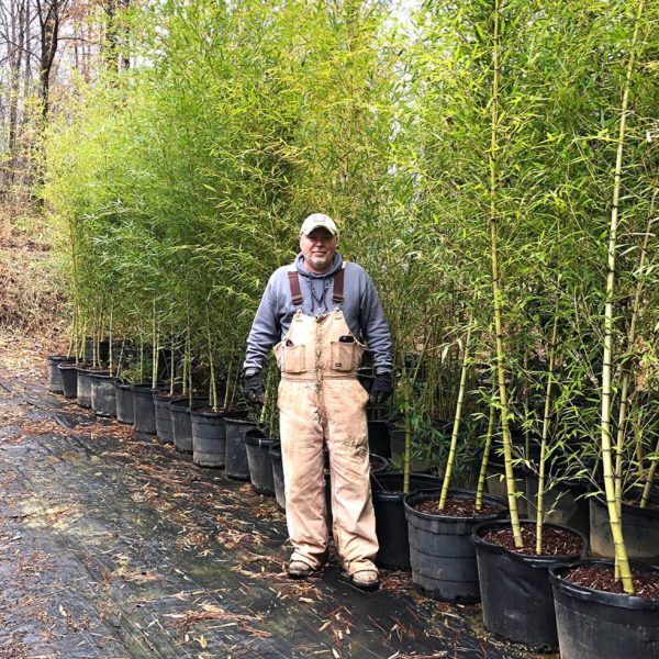 10 -15  Feet Tall Bamboo (15 Gallon) For Sale