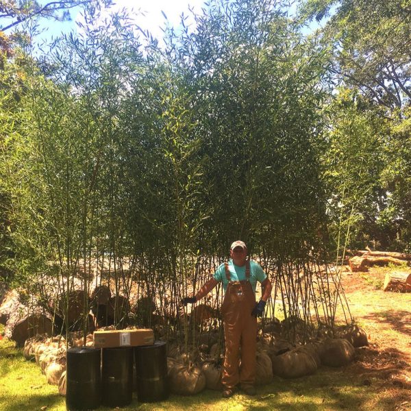 10 -15  Feet Tall Bamboo (15 Gallon) For Sale