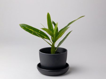 Bamboo Fibre Mini Planter (Black) For Discount