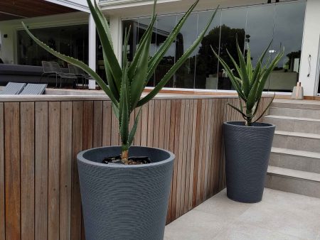 Linear Japi Planter (click for details) Discount