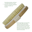 KWEL Wooden Bath Brush for Dry brushing | Wet and Dry Bath Brush for Cellulite and Lymphatic, Suitable for all Skin Types (Oval) Online Hot Sale