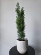 4  European Cypress Cheap