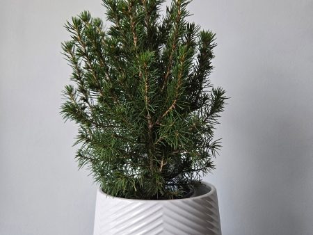 4  Alberta Spruce (Pot Sold Separately) Cheap