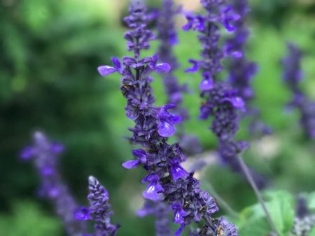 Rockin ® Playin  the Blues™ Salvia | Proven Winners® - 4 Pack Online Sale