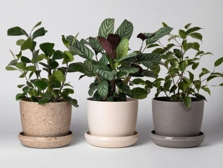 7  Upcycled Plant Pot Cheap