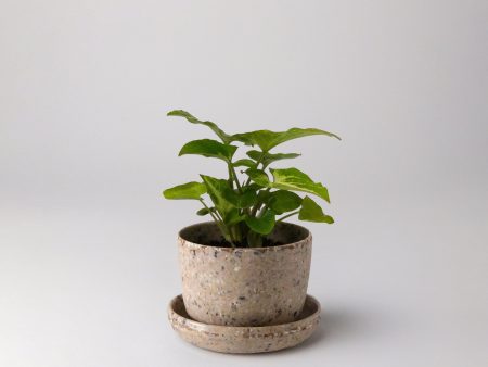 Coffee Bean Husk Mini Planter Online