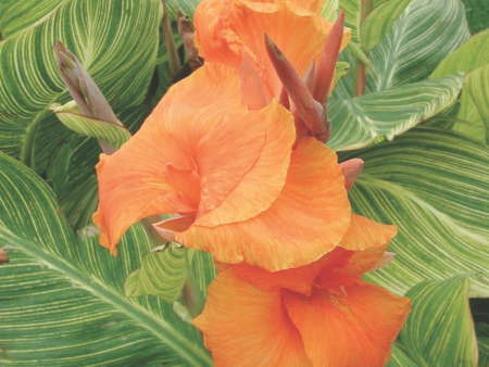 Pretoria Canna Lily Bulbs on Sale