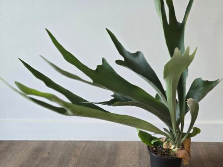 6  Staghorn Fern Online now