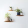 Wall Mounted Floating Plant Shelf (Beech) For Discount