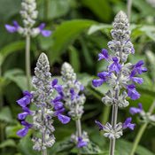 Rockin ® Playin  the Blues™ Salvia | Proven Winners® - 4 Pack Online Sale