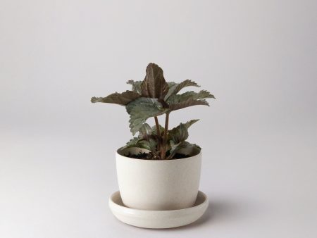 Bamboo Fibre Mini Planter (White) Online Hot Sale