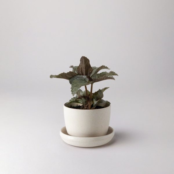 Bamboo Fibre Mini Planter (White) Online Hot Sale