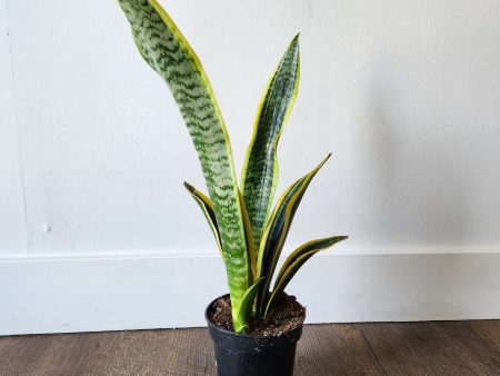 4  Sansevieria Laurentii (Snake Plant) Online