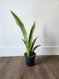 4  Sansevieria Laurentii (Snake Plant) Online