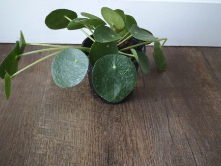 4  Pilea Peperomioides For Sale