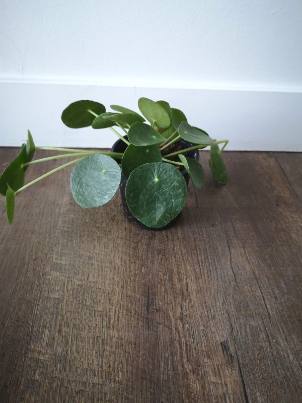 4  Pilea Peperomioides For Sale