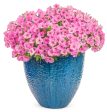 Supertunia Vista® Bubblegum® | Proven Winners® Hot on Sale