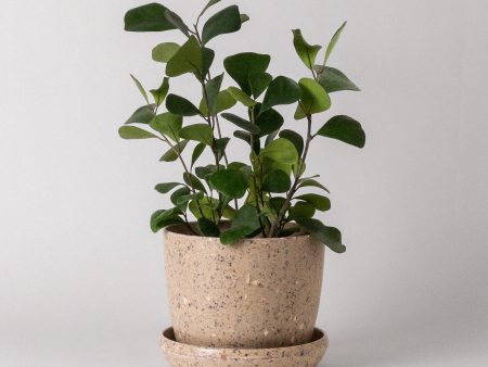 7  Coffee Bean Planter Online