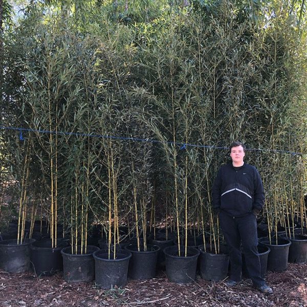 10 -15  Feet Tall Bamboo (15 Gallon) For Sale