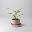 Rice Husk Mini Planter Discount