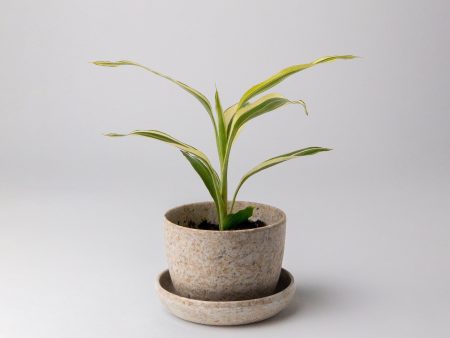 Rice Husk Mini Planter Discount