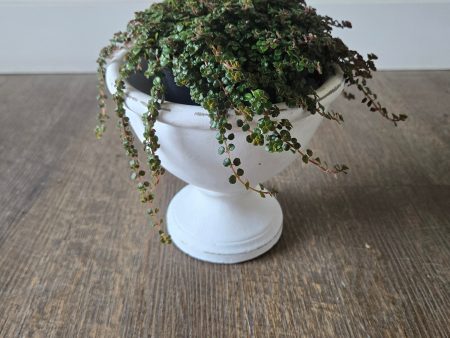 Pilea Sao Paulo 4  For Discount