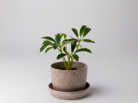 Nut Husk Mini Planter Online now