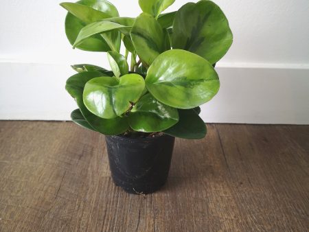 4  Peperomia Obtusifolia (Baby Rubber Plant) Online