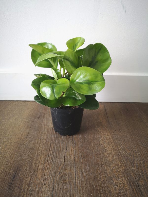 4  Peperomia Obtusifolia (Baby Rubber Plant) Online