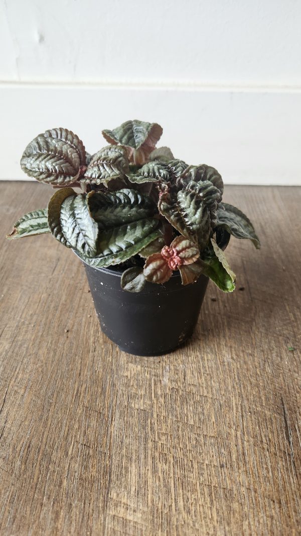 Pilea Norfolk (Friendship Plant) Online