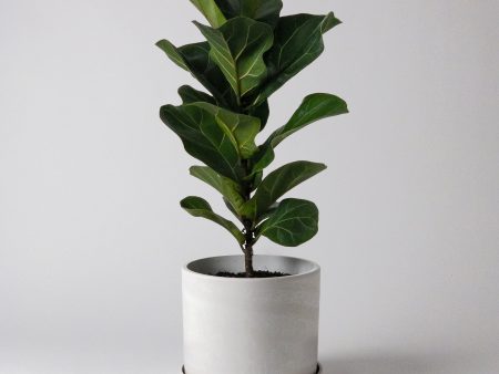 7  Signature Stone Planter Discount