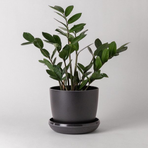 7  Bamboo Fibre Planter (Black) Sale