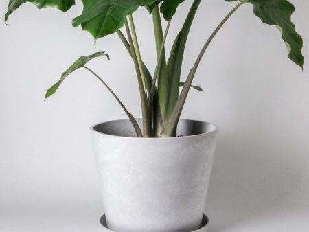 15  | 12  Tapered Signature Stone Planter Hot on Sale