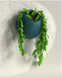 Pearl On Wall - Beautiful Wall Hanging Plant Pot For Sale