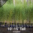 10 -15  Feet Tall Bamboo (15 Gallon) For Sale